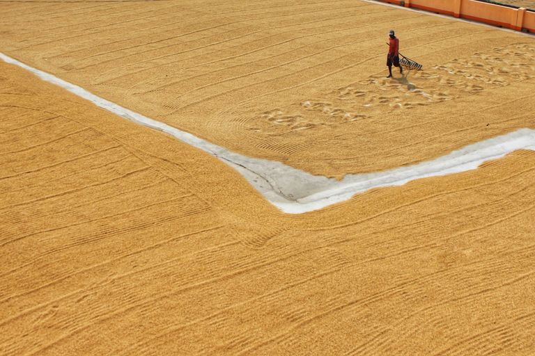 Secado de arroz al aire libre en campo rural